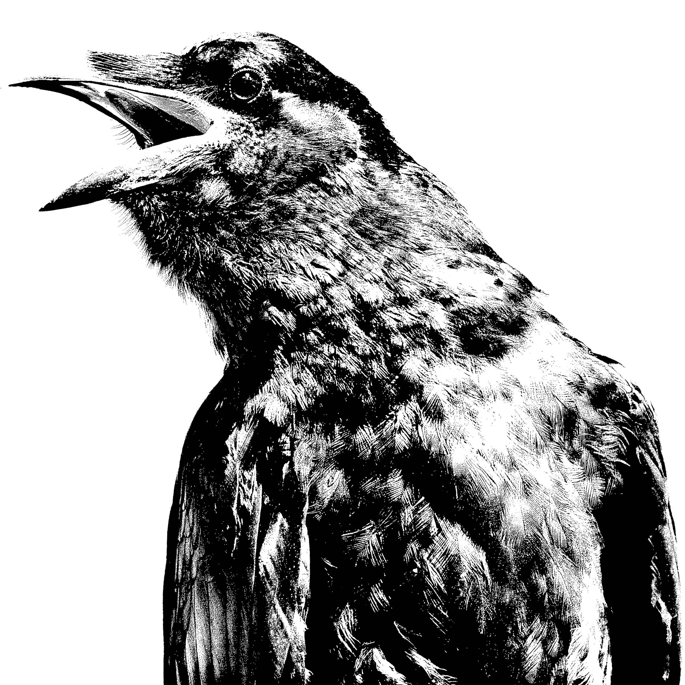 Crow-23