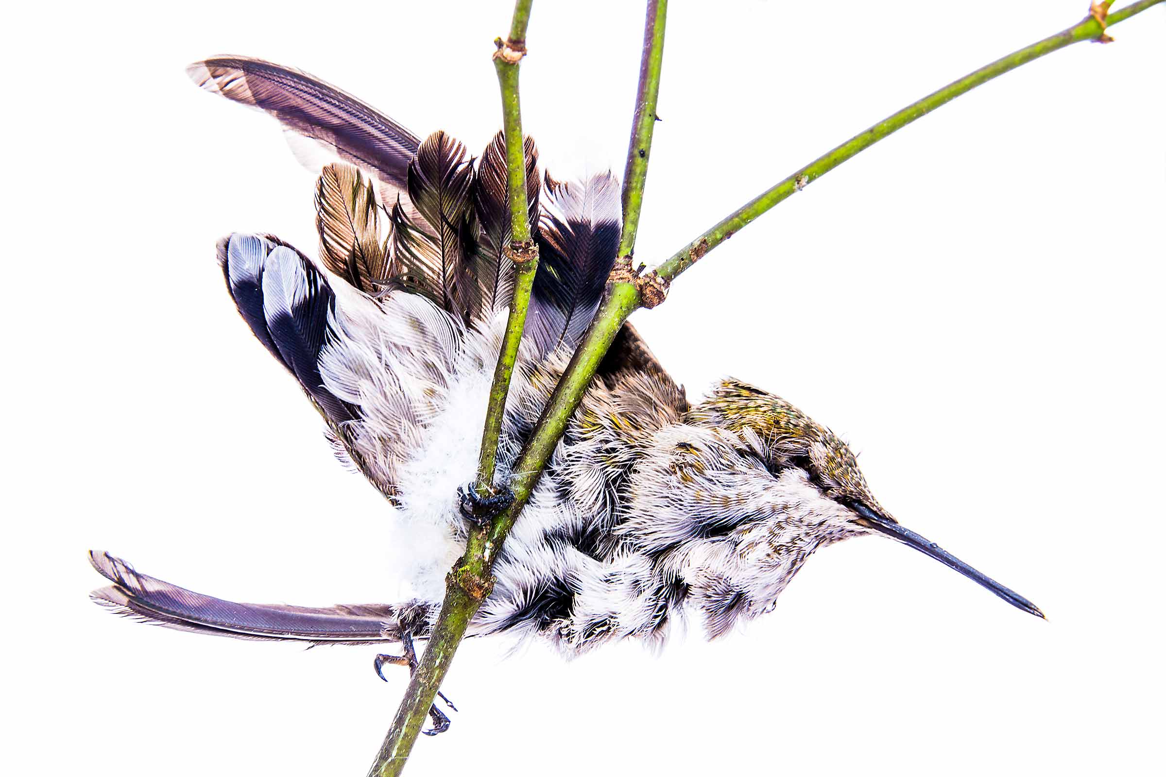 Dead-Hummingbird